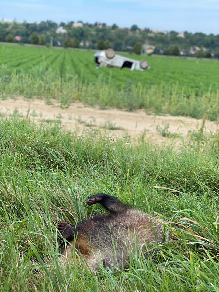 118160110_3449094245122347_7829906286972133866_o